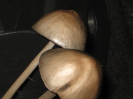 Cogumelo Mugoo