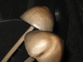 CogumelosPromi2009 012.jpg