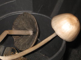 CogumelosPromi2009 015.jpg