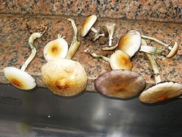 CogumelosPromi2009 028.jpg