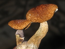 21maio09 PC-B+.jpg