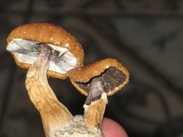 21maio09 PC-B+hymen.jpg