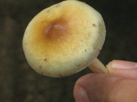 CogumelosPromi2009 003.jpg