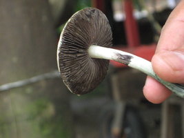 CogumelosPromi2009 002.jpg