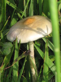 CogumelosPromi2009 019.jpg