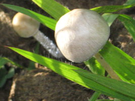 CogumelosPromi2009 026.jpg