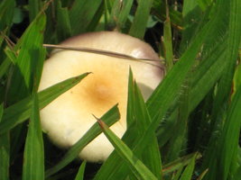 CogumelosPromi2009 007.jpg