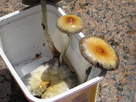 CogumelosPromi2009 010.jpg