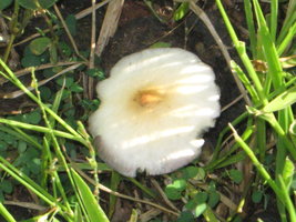 CogumelosPromi2009 021.jpg