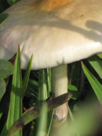 CogumelosPromi2009 018.jpg