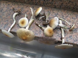 CogumelosPromi2009 027.jpg