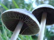 575600147-thumb_DSC02482.jpg