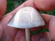 575614464-thumb_thumb_DSC02485.jpg
