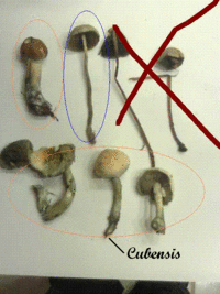 cubensiscupcyan.GIF