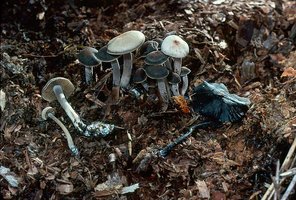 Panaeolus cyanescens 1 Michael Beug.jpg