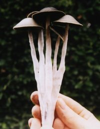 pancy1.jpg