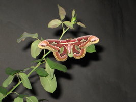 MothMan 001.jpg