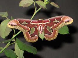 MothMan 002.jpg