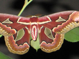 MothMan 003.jpg