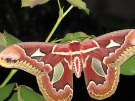 MothMan 004.jpg