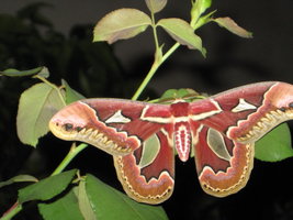 MothMan 005.jpg