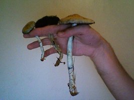 Foto1.jpg