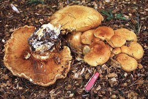 Gymnopilus_spectabilis(mb).jpg