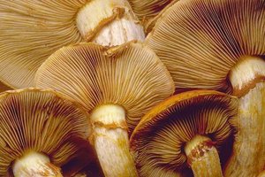 Gymnopilus_spectabilis(tfl-c1021-62).jpg