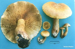 nadon_gymnopilus_junonius_02.jpg