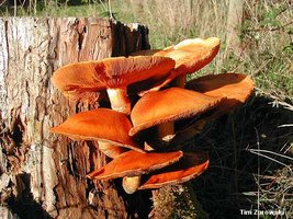 zurowski_gymnopilus_spectabilis_02.jpg