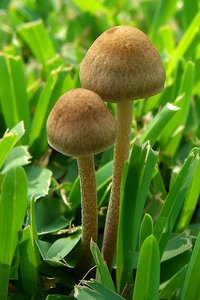 400px-Panaeolina.foenisecii.jhollinger.jpg