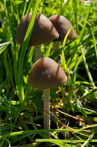 panaeolina_foenisecii_963.jpg