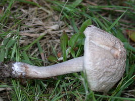 Panaeolus_fimicola.jpg