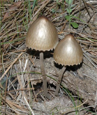 Panaeolus papilionaceus1_small.jpg