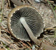 Panaeolus papilionaceus2_small.jpg
