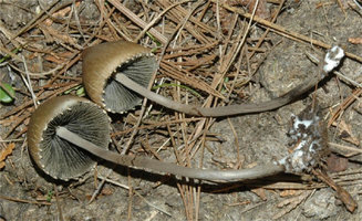 Panaeolus papilionaceus3_small.jpg