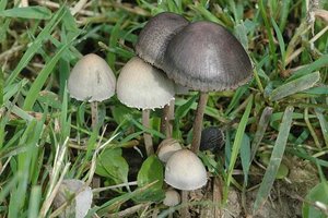 Panaeolus.papilionaceus3.-.lindsey.jpg