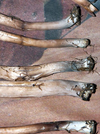 056332102-Blue_stems.jpg
