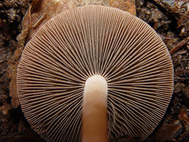 Panaeolus.subbalteatus.4.jpg