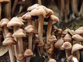 Panaeolus.subbalteatus.angryshroom.jpg