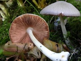 50130_large.jpg
