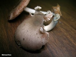 515887517-pluteus_salicinus_01.jpg