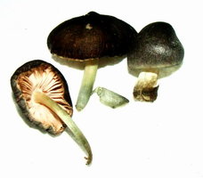 Pluteus_salicinus.jpg