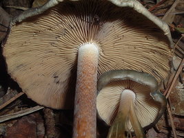 800px-Psilocybe.caerulescens.SEmushroomHunter.jpg