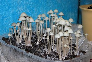 375px-Panaeolus-cyanescens-y-axis-flipped cultivados.jpg