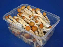 cubensis.jpg