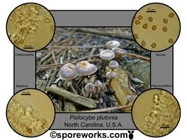 Psilocybe_plutonia_North_Carolina.jpg