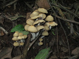 800px-Psilocybe.zapotecorum.6.jpg