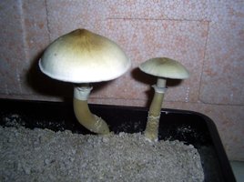 Imagem 0135.jpg