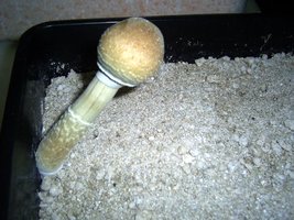 Imagem 0136.jpg